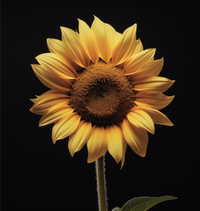 Thumbnail for Single Mellow Yellow Sunflower