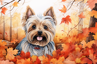 Thumbnail for Yorkshire Terrier In Leaves