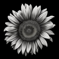 Thumbnail for Black And White Sunflower