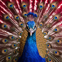 Thumbnail for Patriotic Peacock