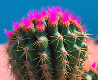 Thumbnail for Close Up Cacti With Pink Flowers