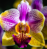 Thumbnail for Purple and Yellow Orchid