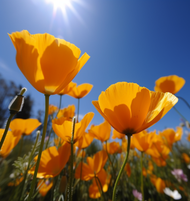 Summer Sky and Golden Poppies