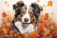 Thumbnail for Australian Shepherd In Fall Leaves