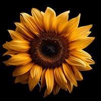 Thumbnail for Clear Bright Yellow Sunflower