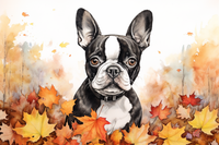 Thumbnail for Sweet Boston Terrier In Leaves